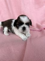 Shih Tzu Puppies for sale in Brandon, Florida. price: $2,500