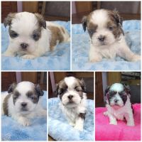 Shih Tzu Puppies for sale in Northwood, Iowa. price: $550