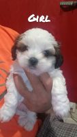 Shih Tzu Puppies for sale in Canyon, Texas. price: $800