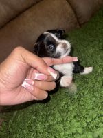 Shih Tzu Puppies for sale in Linden, New Jersey. price: $800