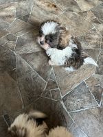 Shih Tzu Puppies for sale in Onamia, Minnesota. price: $800