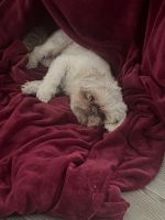 Shih Tzu Puppies for sale in Rochester, New York. price: $500