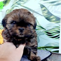 Shih Tzu Puppies for sale in Milton, FL 32571, USA. price: $1,475
