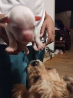 Shih Tzu Puppies for sale in Indianapolis, Indiana. price: $200,000