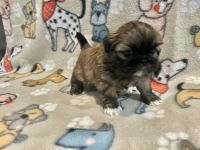 Shih Tzu Puppies for sale in Inwood, West Virginia. price: $1,200