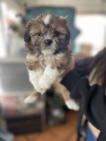 Shih Tzu Puppies for sale in Bakersfield, California. price: $800