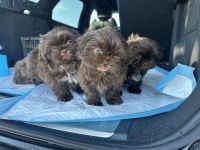 Shih Tzu Puppies for sale in Lake Jackson, Texas. price: $850