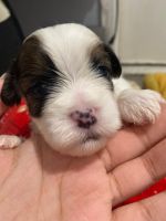 Shih Tzu Puppies for sale in Willingboro, New Jersey. price: NA