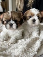 Shih Tzu Puppies for sale in Miami, Florida. price: $500