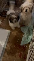 Shih Tzu Puppies for sale in Raleigh, North Carolina. price: $650