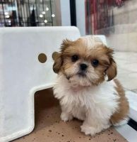 Shih Tzu Puppies for sale in Charlotte, North Carolina. price: $400