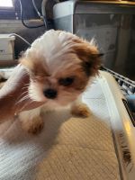Shih Tzu Puppies for sale in Whiting, Indiana. price: $700