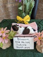 Shih Tzu Puppies for sale in Hazel Green, KY 41332, USA. price: $100,000