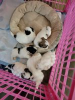 Shih Tzu Puppies for sale in Warner Robins, Georgia. price: $800