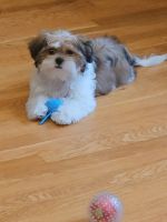 Shih Tzu Puppies for sale in Lawrence, Massachusetts. price: $1,200