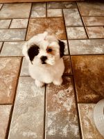 Shih Tzu Puppies for sale in Fort Worth, Texas. price: $650
