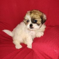 Shih Tzu Puppies for sale in Edgewood, Texas. price: $1,000