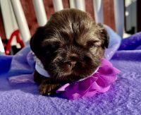 Shih Tzu Puppies for sale in Austin, Texas. price: $13,002,000