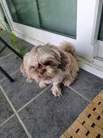 Shih Tzu Puppies for sale in Wesley Chapel, FL, USA. price: $500