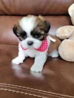Shih Tzu Puppies for sale in Milwaukee, Wisconsin. price: $500