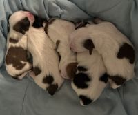 Shih Tzu Puppies for sale in Knoxville, TN, USA. price: $800