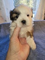 Shih Tzu Puppies for sale in Bakersville, North Carolina. price: $800