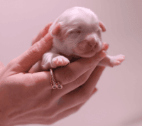 Shih Tzu Puppies for sale in Charlotte, North Carolina. price: $1,200