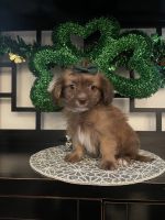 Shih Tzu Puppies for sale in Corona, California. price: $700