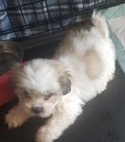 Shih Tzu Puppies for sale in Guthrie, OK, USA. price: $300