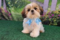 Shih Tzu Puppies for sale in Quapaw, OK 74363, USA. price: $1,100