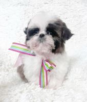 Shih Tzu Puppies for sale in Greenville, SC, USA. price: $2,650