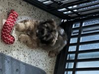 Shih Tzu Puppies for sale in Lehigh Acres, Florida. price: NA