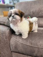 Shih Tzu Puppies for sale in Greenville, SC, USA. price: $2,200