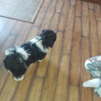 Shih Tzu Puppies for sale in Clayton, Indiana. price: $100