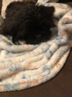 Shih Tzu Puppies for sale in Brookville, Indiana. price: $200