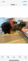 Shih Tzu Puppies for sale in Burbank, California. price: $700