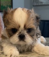 Shih Tzu Puppies for sale in Boynton Beach, Florida. price: $4,500