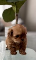 Shih Tzu Puppies for sale in Long Beach, CA 90805, USA. price: $2,000