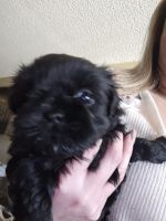 Shih Tzu Puppies for sale in Peoria, AZ, USA. price: $600