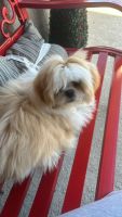 Shih Tzu Puppies for sale in Kissimee, Florida. price: $800