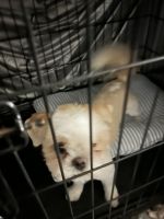 Shih Tzu Puppies for sale in Kissimee, Florida. price: $800