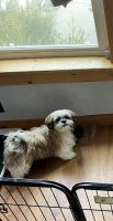 Shih Tzu Puppies for sale in Terrebonne, Oregon. price: $1,800