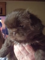 Shih Tzu Puppies for sale in Carrollton, OH 44615, USA. price: $1,200