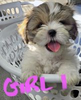 Shih Tzu Puppies for sale in Redcliffe, Queensland. price: $2,000