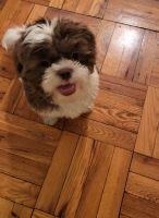 Shih Tzu Puppies for sale in Queens, NY, USA. price: $2,700