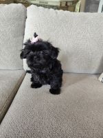 Shih Tzu Puppies for sale in Statesville, North Carolina. price: $800