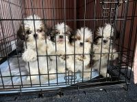Shih Tzu Puppies for sale in Miami, Florida. price: $800