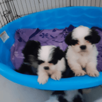 Shih Tzu Puppies for sale in Miami, FL, USA. price: $600