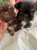 Shih Tzu Puppies for sale in Stanwood, Washington. price: $800
