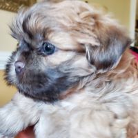 Shih Tzu Puppies for sale in Midland, North Carolina. price: $800